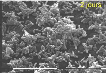 Biofilm 2 jours de Listeria monocytogenes