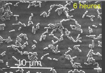 Biofilm 6 h de Listeria monocytogenes