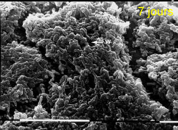 Biofilm 7 jours de Listeria monocytogenes